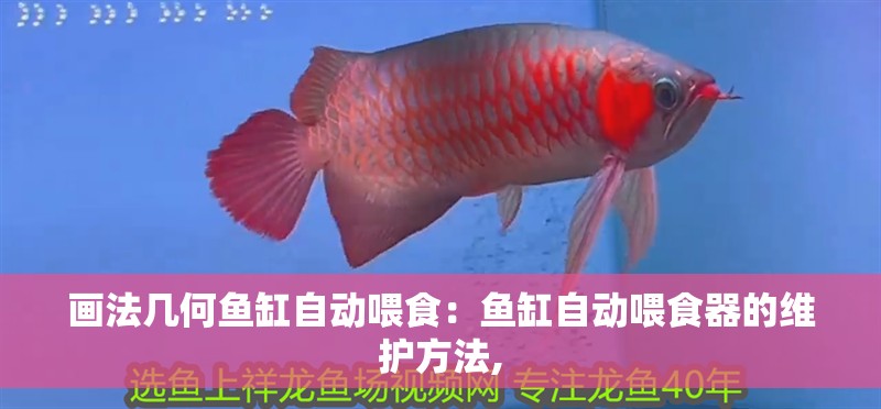 畫法幾何魚缸自動(dòng)喂食：魚缸自動(dòng)喂食器的維護(hù)方法,