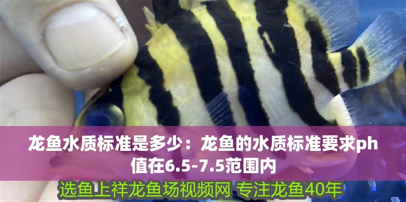 龍魚水質標準是多少：龍魚的水質標準要求ph值在6.5-7.5范圍內
