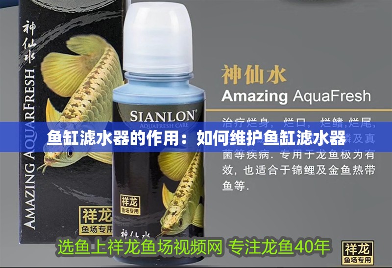 魚缸濾水器的作用：如何維護魚缸濾水器