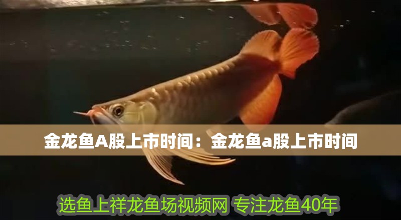 金龍魚A股上市時間：金龍魚a股上市時間