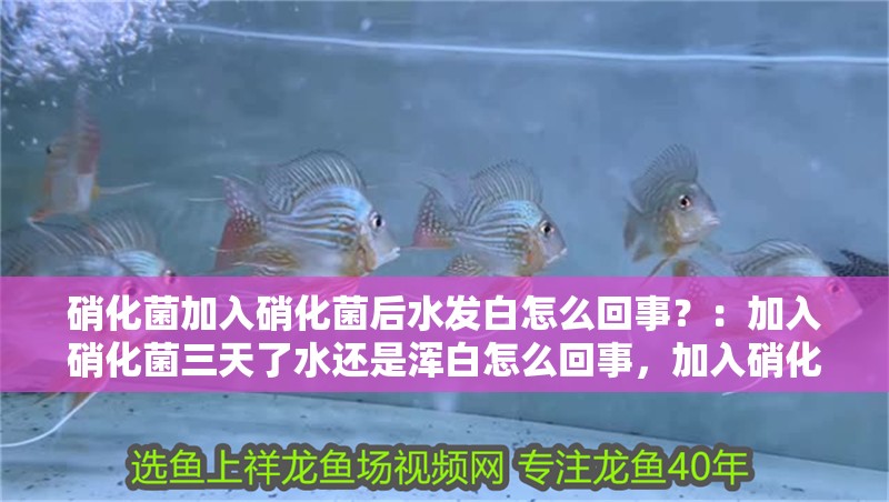 硝化菌加入硝化菌后水發(fā)白怎么回事？：加入硝化菌三天了水還是渾白怎么回事，加入硝化細(xì)菌水還是渾白 硝化菌加入硝化菌后水發(fā)白怎么回事？：加入硝化菌三天了水還是渾白怎么回事，加入硝化細(xì)菌水還是渾白 魚缸百科