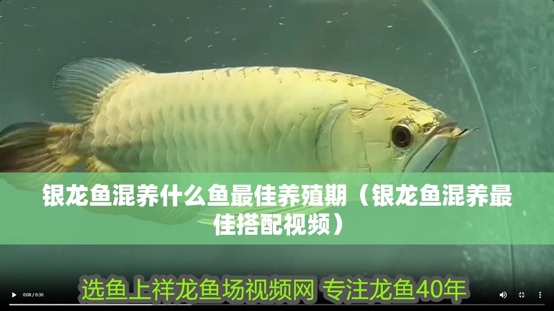 銀龍魚混養(yǎng)什么魚最佳養(yǎng)殖期（銀龍魚混養(yǎng)最佳搭配視頻）