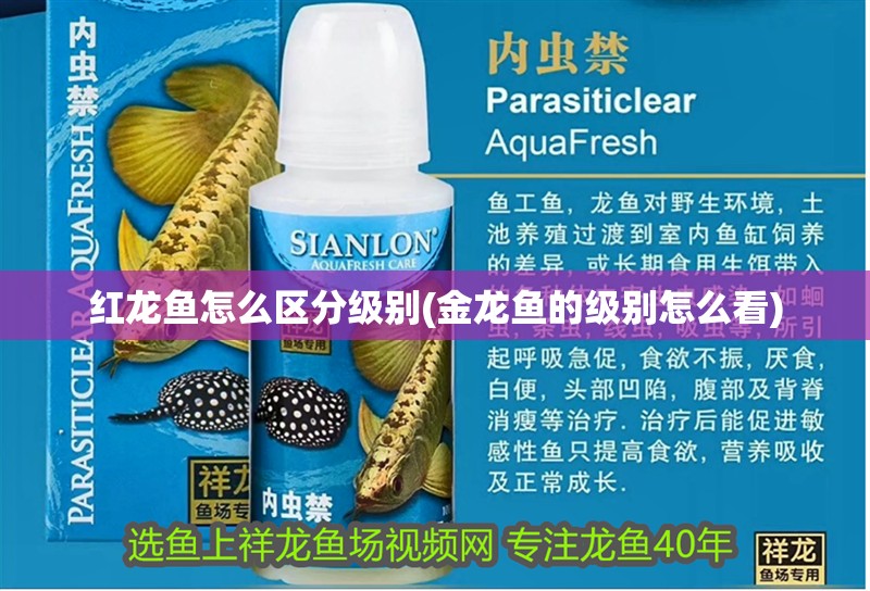 紅龍魚怎么區(qū)分級別(金龍魚的級別怎么看)