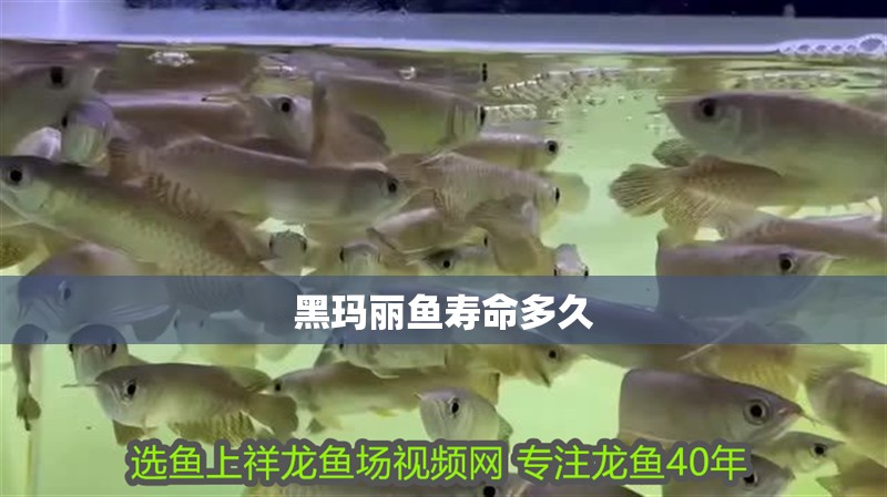 黑瑪麗魚壽命多久