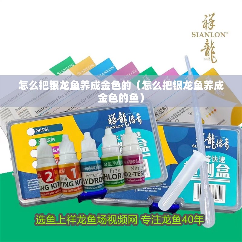 怎么把銀龍魚養成金色的（怎么把銀龍魚養成金色的魚）