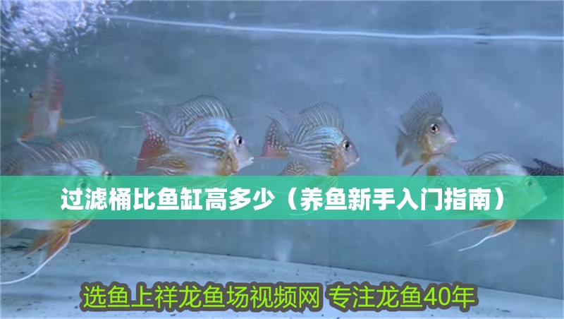 過濾桶比魚缸高多少（養魚新手入門指南）