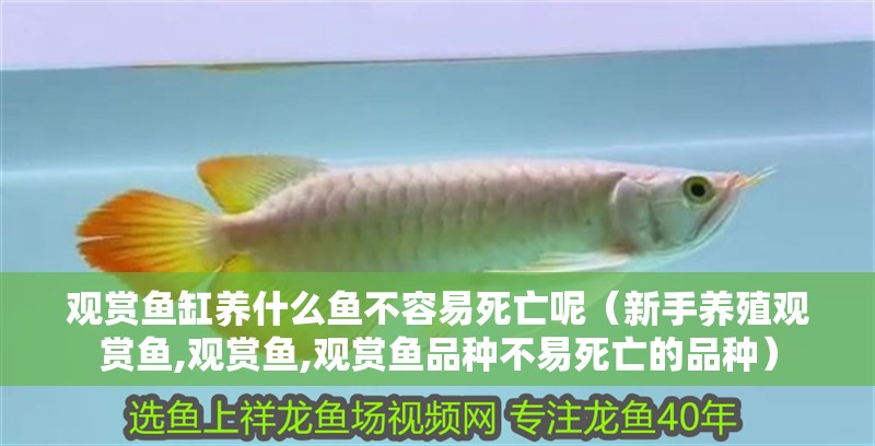 觀賞魚缸養什么魚不容易死亡呢（新手養殖觀賞魚,觀賞魚,觀賞魚品種不易死亡的品種）