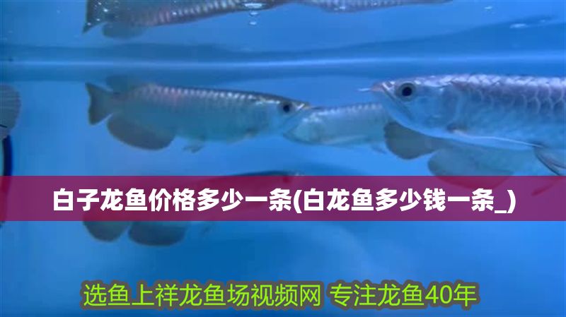 白子龍魚價(jià)格多少一條(白龍魚多少錢一條_)