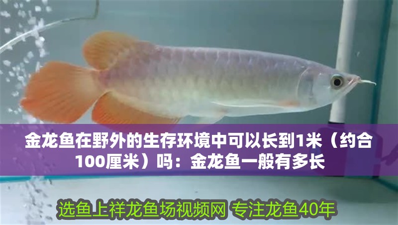 金龍魚在野外的生存環境中可以長到1米（約合100厘米）嗎：金龍魚一般有多長