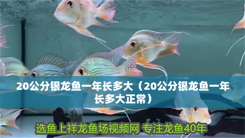 20公分銀龍魚一年長多大（20公分銀龍魚一年長多大正常）