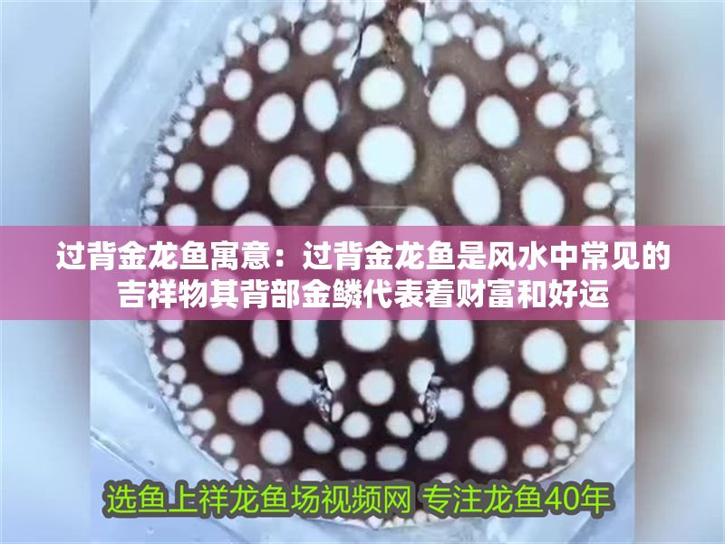 過背金龍魚寓意：過背金龍魚是風(fēng)水中常見的吉祥物其背部金鱗代表著財(cái)富和好運(yùn)