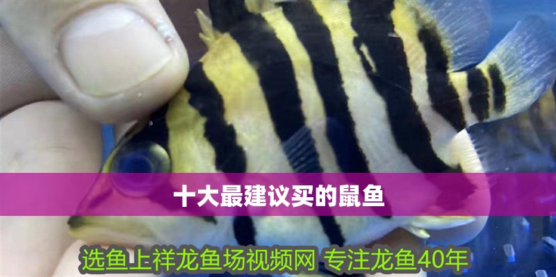 龍魚怕什么 十大最建議買的鼠魚 龍魚論壇 十大最建議買的鼠魚 十大最建議買的鼠魚 龍魚論壇