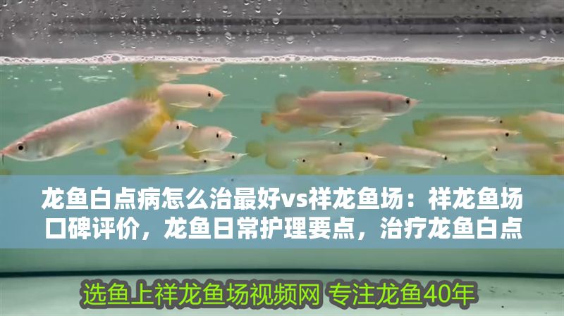 龍魚白點病怎么治最好vs祥龍魚場：祥龍魚場口碑評價，龍魚日常護理要點，治療龍魚白點病的藥物