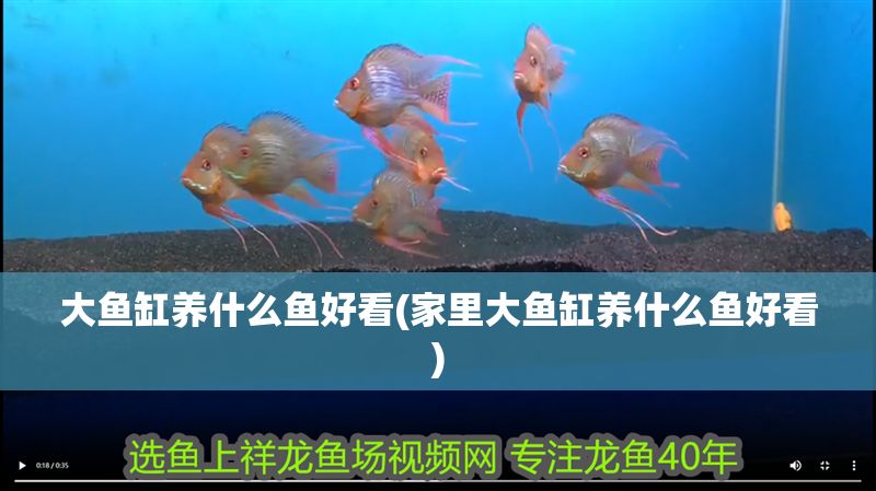 大魚缸養什么魚好看(家里大魚缸養什么魚好看)