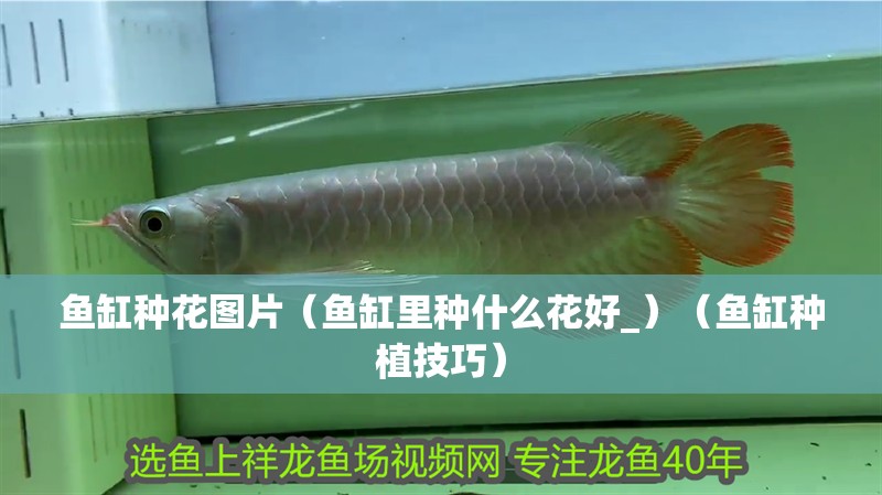 魚缸種花圖片（魚缸里種什么花好_）（魚缸種植技巧）
