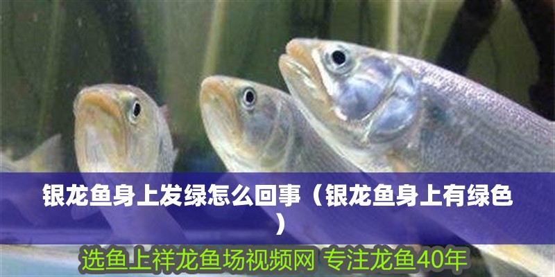 銀龍魚身上發綠怎么回事（銀龍魚身上有綠色）
