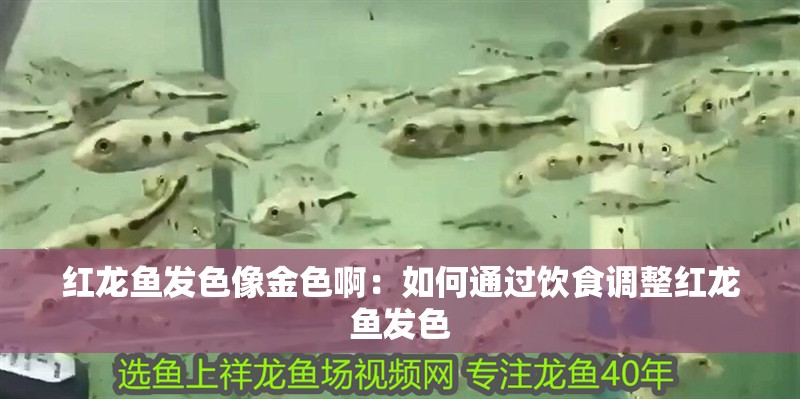 紅龍魚發色像金色啊：如何通過飲食調整紅龍魚發色