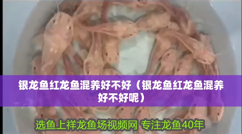 銀龍魚紅龍魚混養(yǎng)好不好（銀龍魚紅龍魚混養(yǎng)好不好呢）