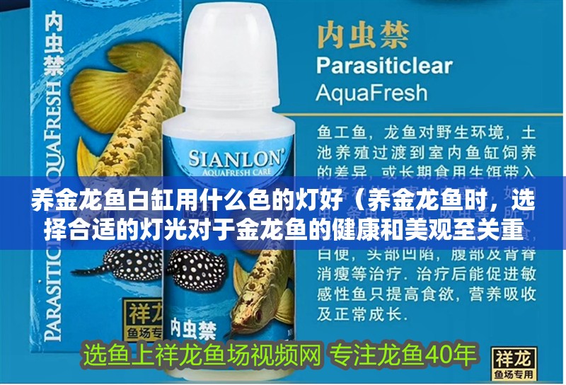 養金龍魚白缸用什么色的燈好（養金龍魚時，選擇合適的燈光對于金龍魚的健康和美觀至關重要）
