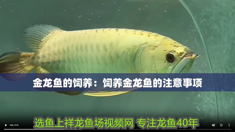 金龍魚的飼養(yǎng)：飼養(yǎng)金龍魚的注意事項(xiàng)