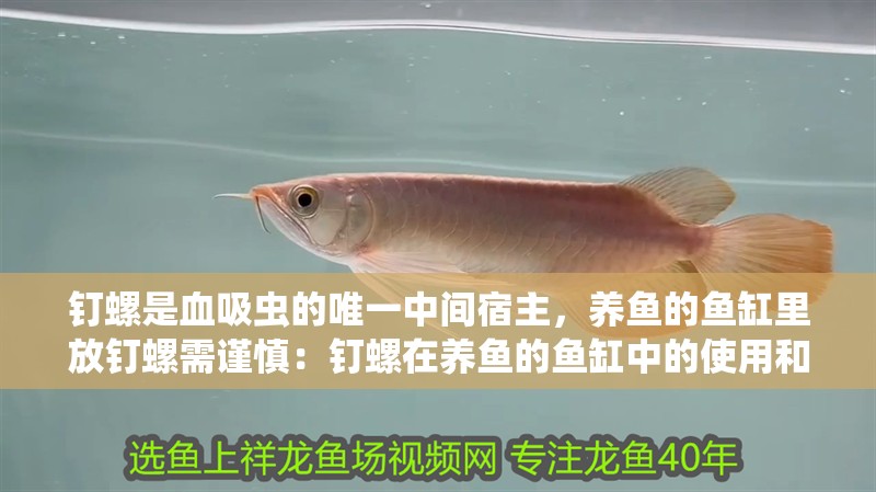 釘螺是血吸蟲的唯一中間宿主，養魚的魚缸里放釘螺需謹慎：釘螺在養魚的魚缸中的使用和意義
