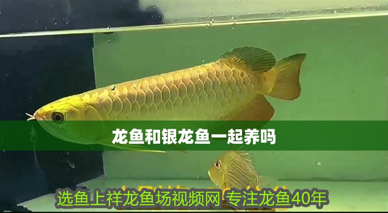 龍魚和銀龍魚一起養(yǎng)嗎