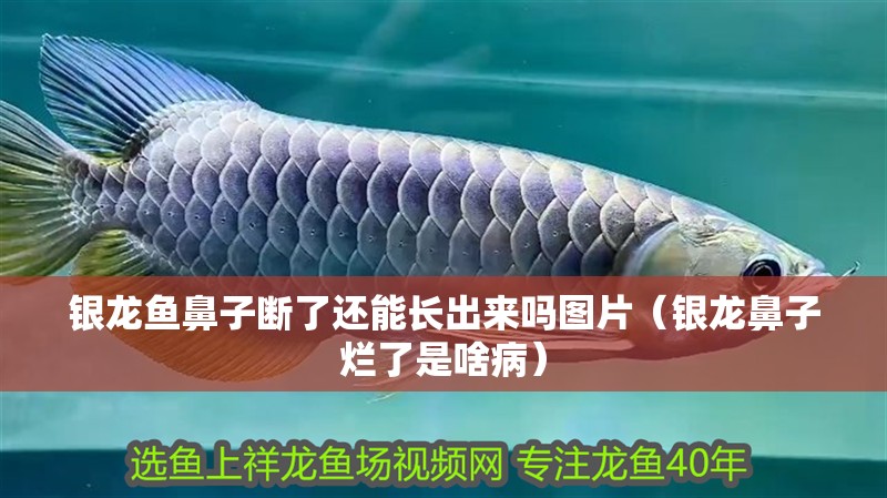 銀龍魚鼻子斷了還能長(zhǎng)出來嗎圖片（銀龍鼻子爛了是啥病）