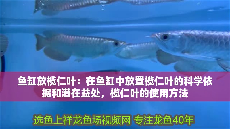 魚缸放欖仁葉：在魚缸中放置欖仁葉的科學依據和潛在益處，欖仁葉的使用方法