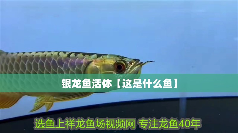 銀龍魚活體【這是什么魚】