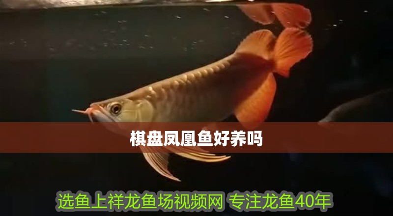 棋盤鳳凰魚好養嗎