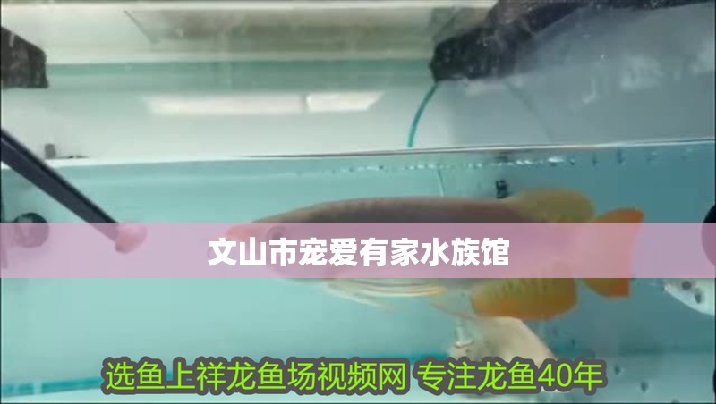 文山市寵愛有家水族館