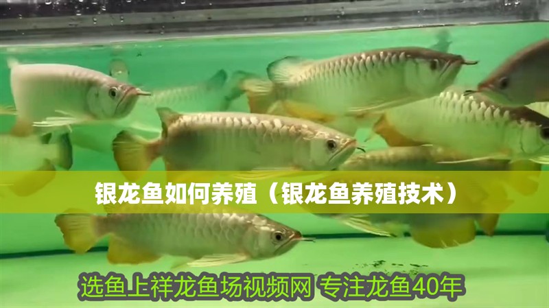銀龍魚如何養殖（銀龍魚養殖技術）