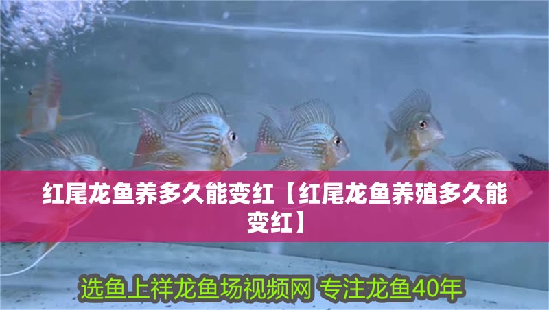 紅尾龍魚養(yǎng)多久能變紅【紅尾龍魚養(yǎng)殖多久能變紅】