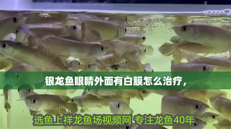 銀龍魚眼睛外面有白膜怎么治療，