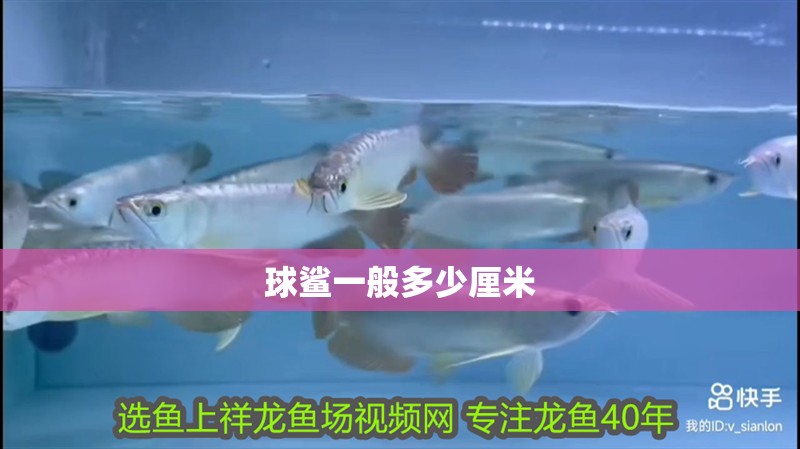 球鯊一般多少厘米