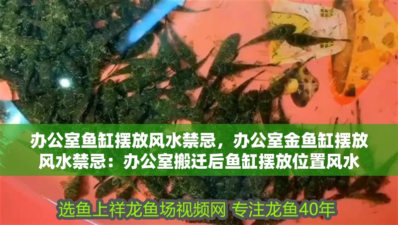 辦公室魚缸擺放風水禁忌，辦公室金魚缸擺放風水禁忌：辦公室搬遷后魚缸擺放位置風水
