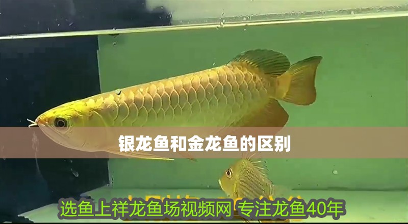 銀龍魚和金龍魚的區別