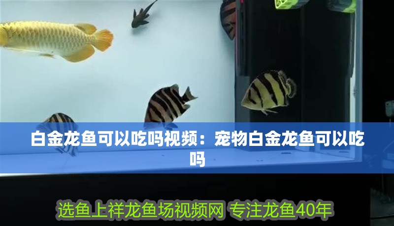 白金龍魚可以吃嗎視頻：寵物白金龍魚可以吃嗎