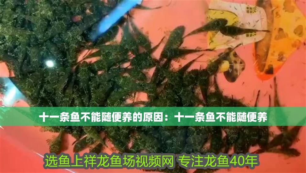 十一條魚不能隨便養(yǎng)的原因：十一條魚不能隨便養(yǎng)