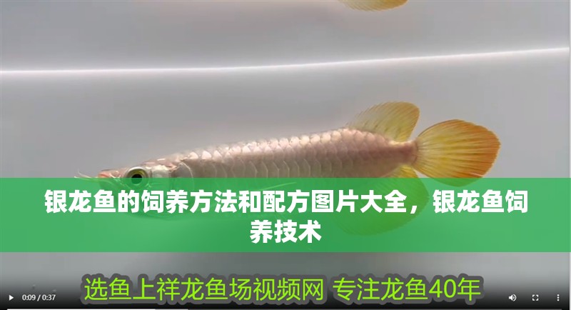 銀龍魚的飼養(yǎng)方法和配方圖片大全，銀龍魚飼養(yǎng)技術(shù)