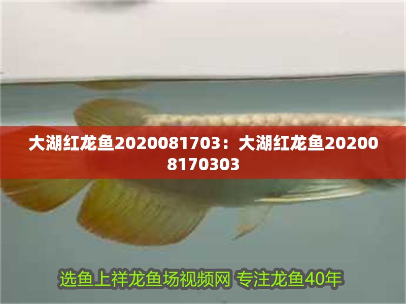 大湖紅龍魚2020081703：大湖紅龍魚202008170303