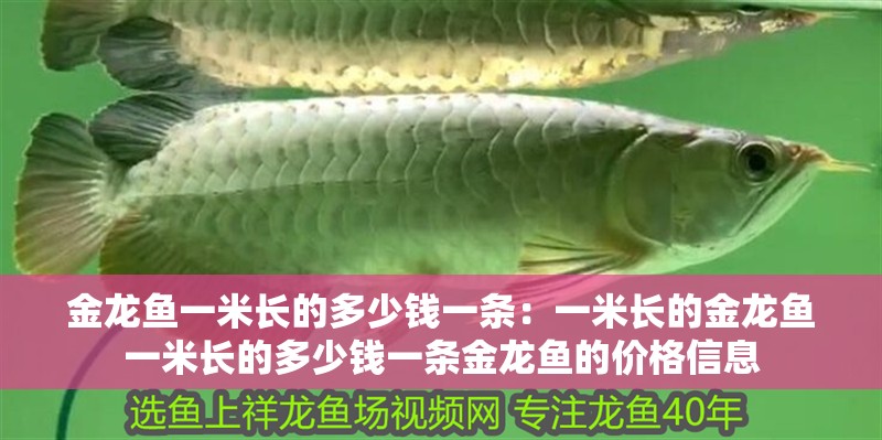 金龍魚一米長的多少錢一條：一米長的金龍魚一米長的多少錢一條金龍魚的價格信息