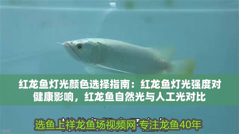 紅龍魚(yú)燈光顏色選擇指南：紅龍魚(yú)燈光強(qiáng)度對(duì)健康影響，紅龍魚(yú)自然光與人工光對(duì)比