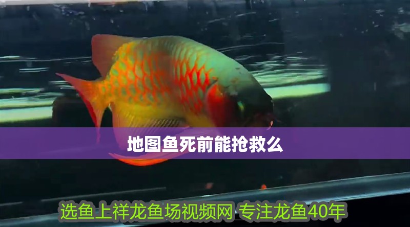 地圖魚死前能搶救么