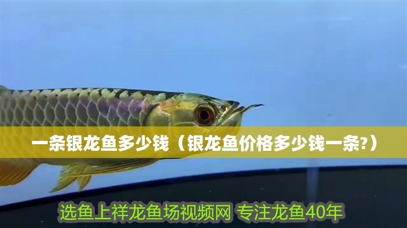 一條銀龍魚多少錢（銀龍魚價格多少錢一條?）
