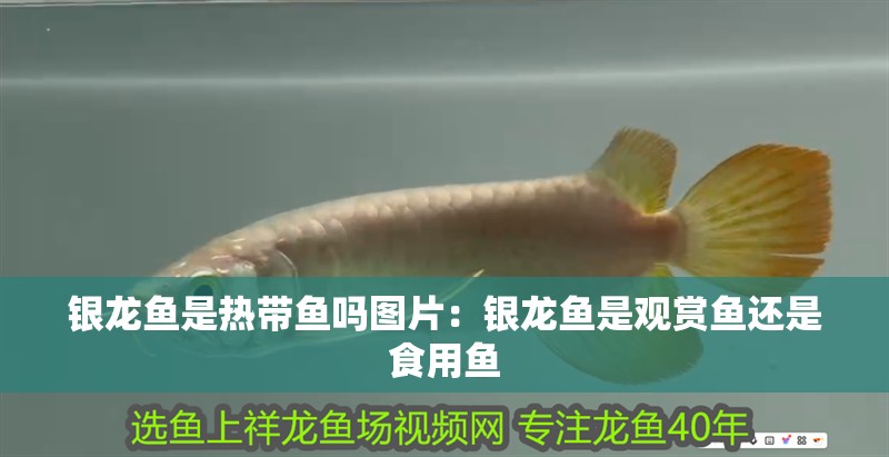 銀龍魚是熱帶魚嗎圖片：銀龍魚是觀賞魚還是食用魚