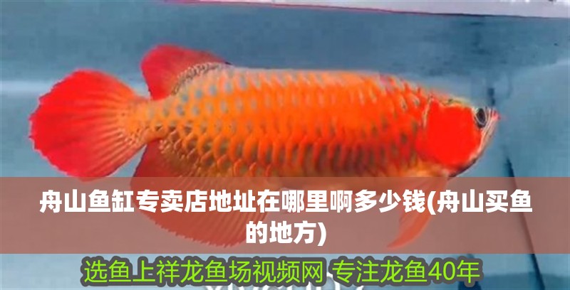 舟山魚缸專賣店地址在哪里啊多少錢(舟山買魚的地方)