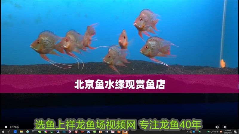 北京魚水緣觀賞魚店