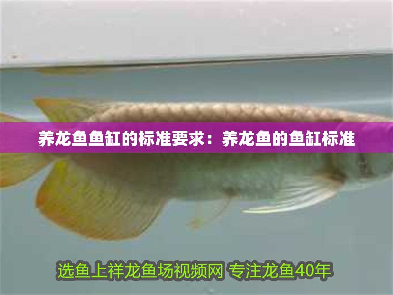 養(yǎng)龍魚魚缸的標(biāo)準(zhǔn)要求：養(yǎng)龍魚的魚缸標(biāo)準(zhǔn)