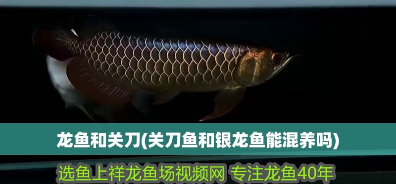 龍魚和關(guān)刀(關(guān)刀魚和銀龍魚能混養(yǎng)嗎)